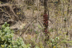 Pajanelia longifolia